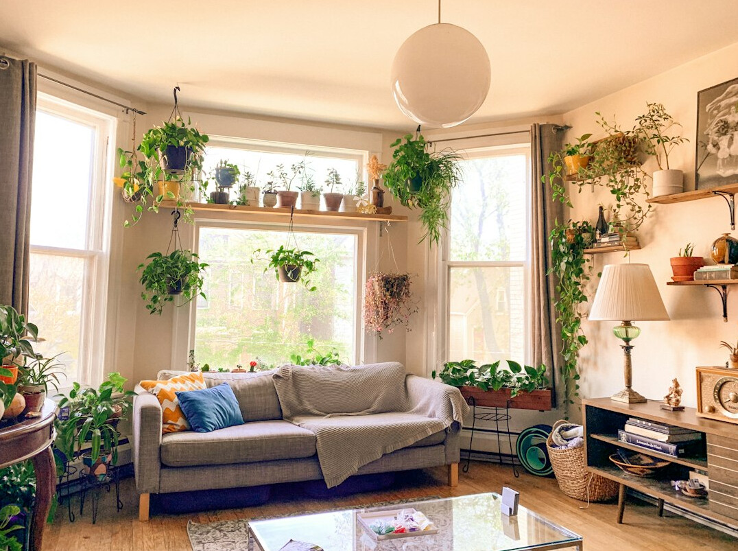 indoor plants in home